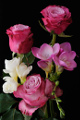 kytice růží s frézií II