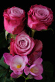 kytice růží s frézií III