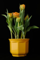 tulipány v květináči I