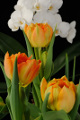 oranžové tulipány s orchideí V