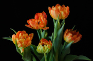 oranžové tulipány VII