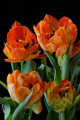 oranžové tulipány VIII