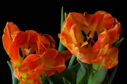 oranžové tulipány IX