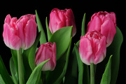 růžové tulipány III