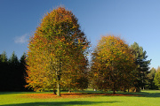podzimní barvy ve Stromovce II