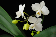 bílá orchidej II