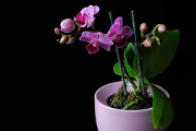 fialovo-růžová orchidej