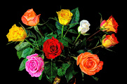 kytice růží VI
