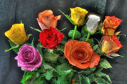 kytice růží VII