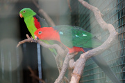 papoušek červenokřídlý I
