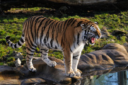 tygr ussurijský II