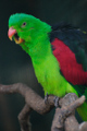 papoušek červenokřídlý II