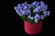 modrý květ I