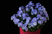 modrý květ II
