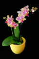 orchidej I