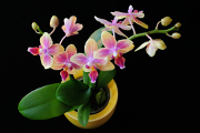 orchidej II