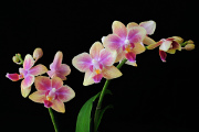 orchidej III