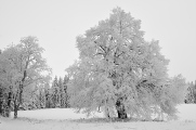 Zhůří - zasněžený strom I