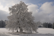 Zhůří - zasněžený strom II
