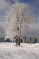 Zhůří - zasněžený strom III