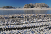 zimní krajina u rybníku Žár VIII