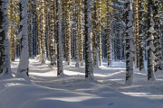 zimní les pod Přilbou I