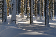 zimní les pod Přilbou II