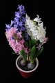 hyacinty I