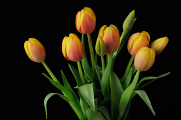 oranžové tulipány V