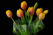oranžové tulipány VI