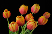 oranžové tulipány VII