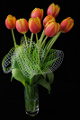 oranžové tulipány VIII