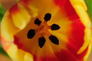 oranžový tulipán