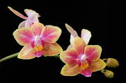 orchidej I