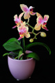 orchidej II