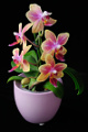orchidej III
