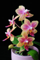 orchidej IV