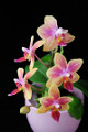 orchidej V