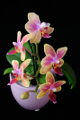 orchidej VI