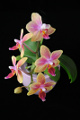 orchidej VII