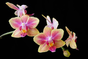 orchidej VIII