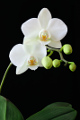 bílá orchidej II