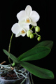 bílá orchidej III