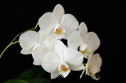 bílá orchidej IV