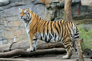 tygr ussurijský IV