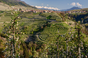 rozkvetlé jabloňové sady  ve Val di Non