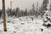 zimní les III