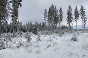 zimní les V