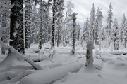 zimní les II