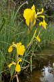 Staňkovský rybník - kosatec žlutý